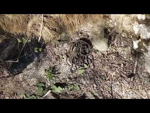 SHOCKING #Snakes emerging from hibernation in Manitoba, Canada #viralvideo #animals  #snakes #cobra
