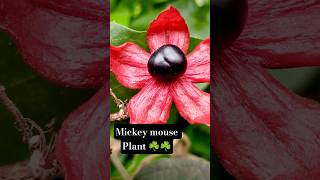 Mickey Mouse plant ☘️☘️@Live-With-Nature-6 #nature #plants #mikeymouse #4k #shorts