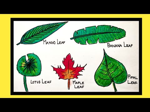 Different types of leaves drawing with names|5 different types of ...