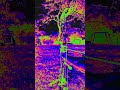Slowmotion arrow release! #archery #bowhunting #bowandarrow #coldshot #slowmotion #Slowmo #Bowtech