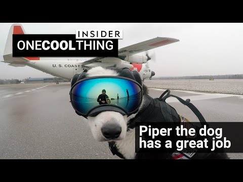 Piper The Airport Dog