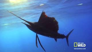 Secrets of the Deep Blue: Sailfish