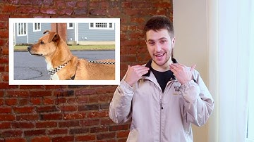 Learning Your Foster Dog’s Body Language – Flash Class