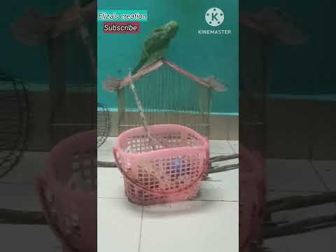 Pet parrots cage cleaning//so relaxing  #shorts @elizas creation #greenparrot #bird_lover