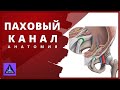 АНАТОМИЯ: ПАХОВЫЙ КАНАЛ