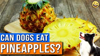 Can Dogs Eat Pineapple | Is Pineapple Good For Dogs | Is Pineapple Safe For Dogs To Eat