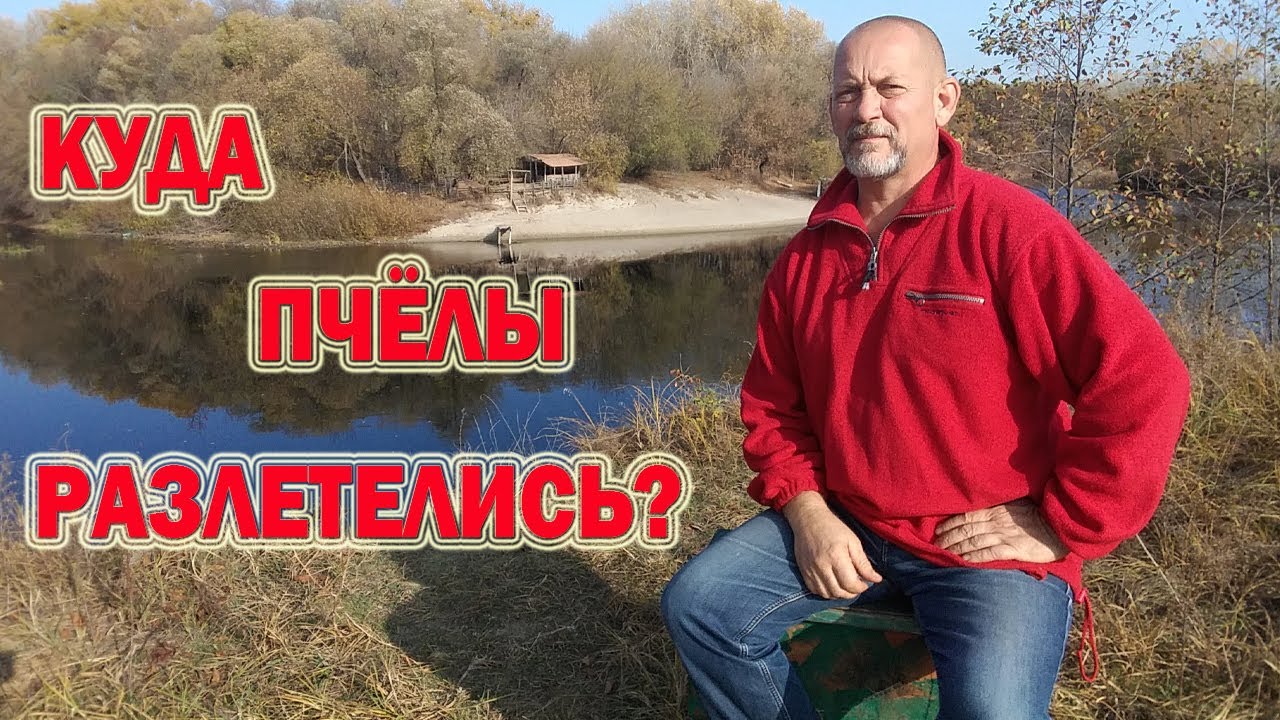 В одну ночь пчёлы с пасеки слетели, оставив в ульях мёд. Куда они ...