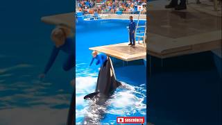 dolphin Show Turns Into Chaos   Ai Realistic Scenedolphinattack orcashow dolphintale