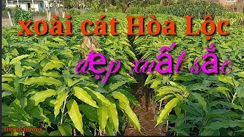 Giống xoài Cát Hòa Lộc cho năng suất cao _ liên hệ 0362821997 hoặc 0384978268