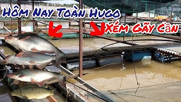 Câu Cá Tra ,Cá Chép Khủng ,Mùa Nước Đỗ , Làng Bè Bình Thạnh Toàn Cá Khủng | @Trần Đại Fishing |#18
