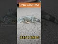 IGUANA EN CARRETERA me encontré este espécimen en carretera, una lástima, por quien lo hizo