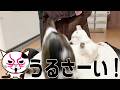 みんなで一緒にお昼寝したいだけなのに結局ひとりになってしまう猫