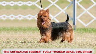 THE AUSTRALIAN TERRIER  FULLY TRAINED SMALL DOG BREED