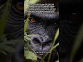 The Unique Eyes of Gorillas - The Distinctive Eyes of Gorillas and Their Remarkable Visual Awareness
