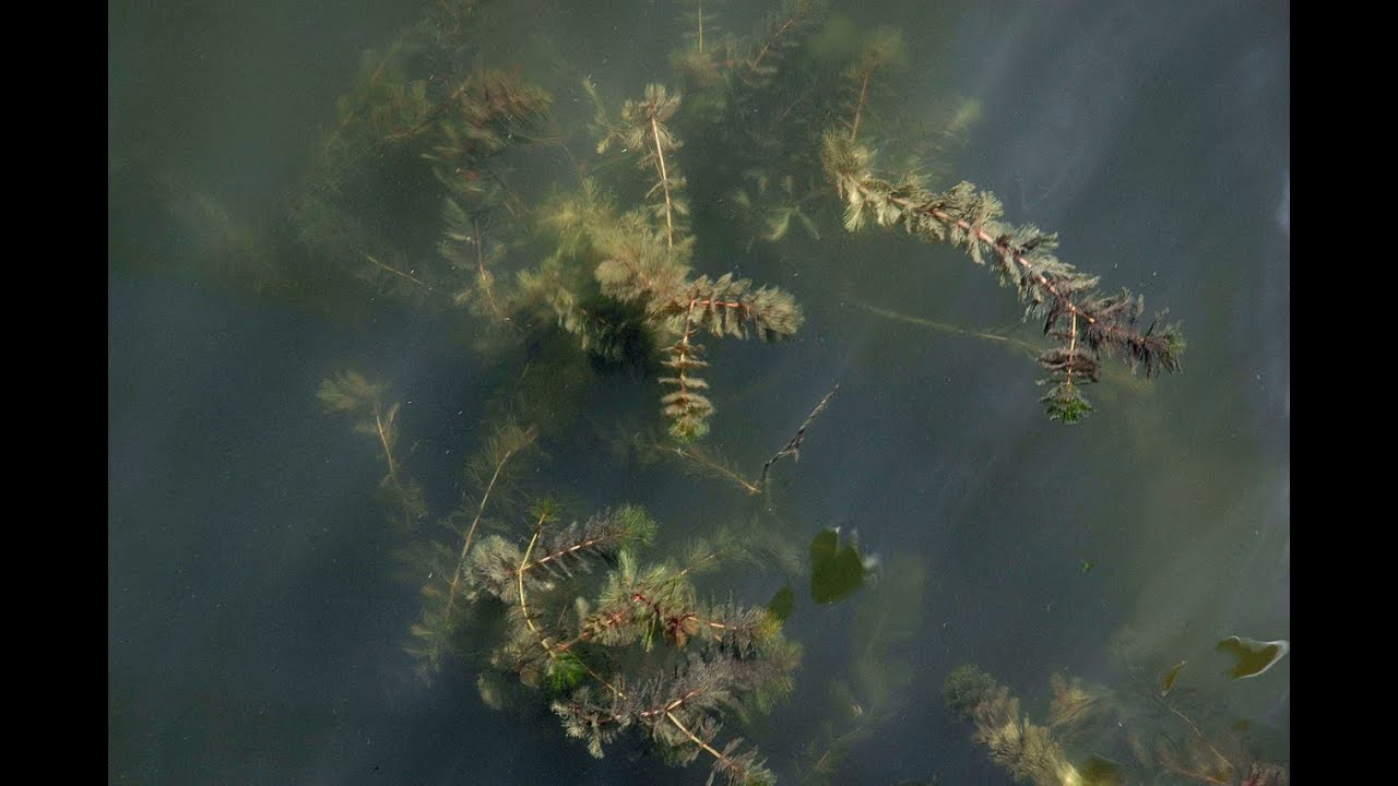 Eurasian watermilfoil - Aquatic Invasive Species PSA
