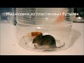 Мышеловки из пластиковых бутылок. Mouse Trap from PET. ペットボトルからのネズミ捕り。