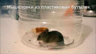 Мышеловки из пластиковых бутылок. Mouse Trap from PET. ペットボトルからのネズミ捕り。