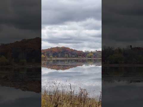Autumn leaves ???? and Trumpeter Swans ????