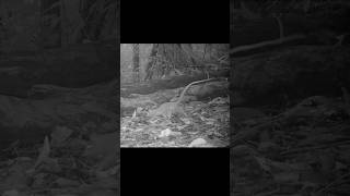 Do you know this animal? #trailcam