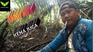 Mikat Burung Tledekan Di Pulau Kalimantanpikat