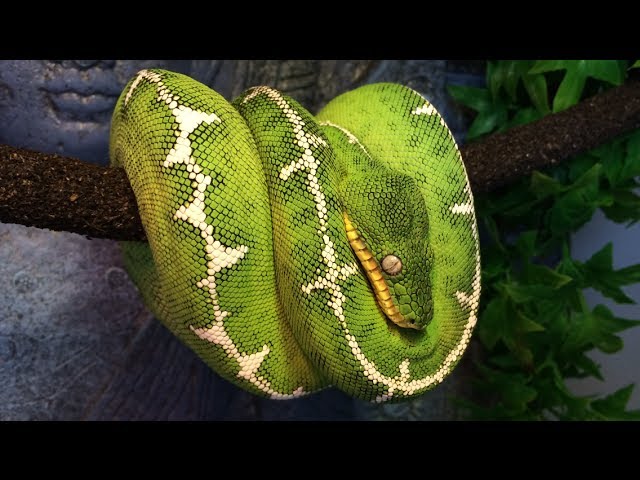 Curious as to why we can't see their teeth? Inside the emerald tree boa's  mouth, their teeth are hidden in the gums! The teeth point backwards so  prey cannot escape easily once