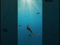 Dolphin GoPro Finds a Lost Underwater City 😳