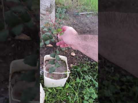 زراعة شتل الخروب من البذور