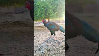 Brand Murga Ashok Dhamal Ke Nibandh