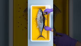Bluefin Tuna Stripped to the Bone by Beetles 🐟💀 #tuna  #fish