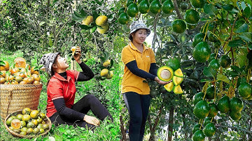 Harvesting Orange, Avocado and Banana to the Market to Sell -Growing Vegetables | Lucia
