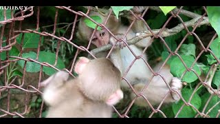 Baby monkeys playing with fence by Baby Monkey J 1,012 views 2 months ago 2 minutes, 4 seconds