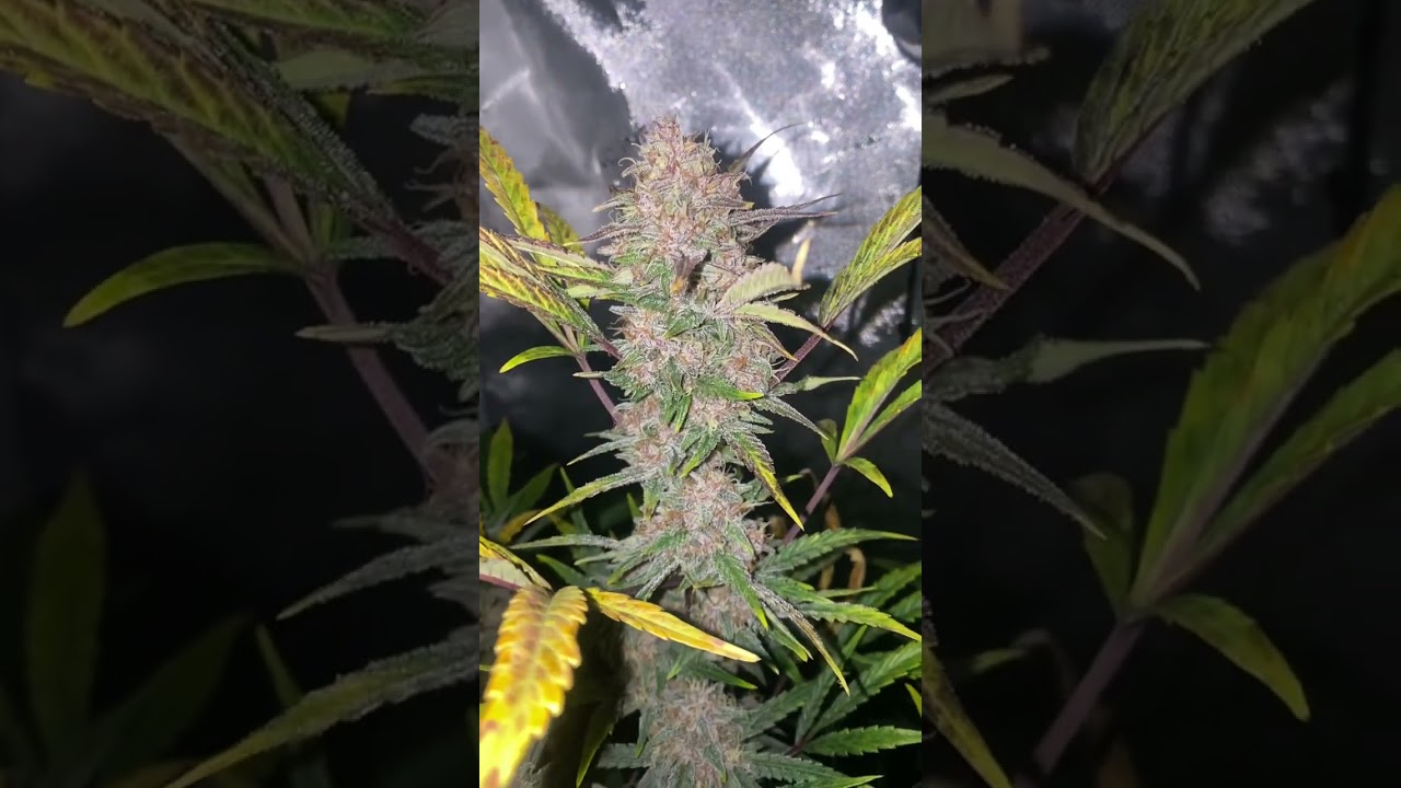 Phantom berry rocbud inc