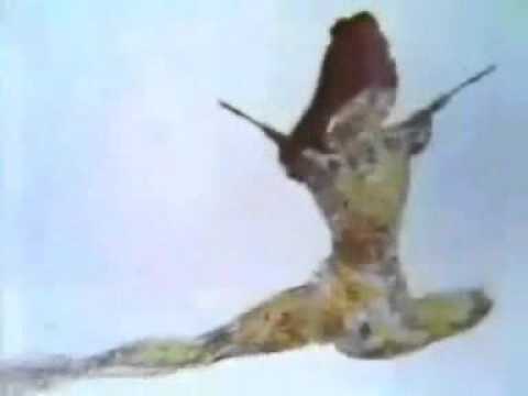 FORTUNE EGG | Unstoppable Yak Battles a Powerful #AnimalsSuperAction #yak #yakFight #mountainyak
