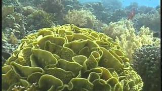 PADI AWARE Coral Reef Conservation