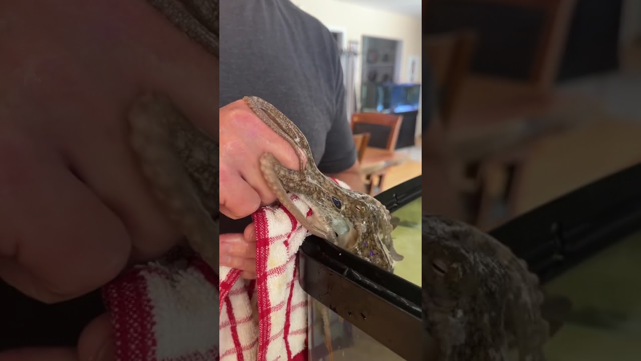 Мой осьминог любит домашних животных и внимание.