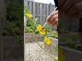 Home Garden Ideas | Easy Tip to Grow More Watermelons 🍉 #diy