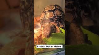 Pardalis Makan Malam lahap padahal lagi Pilek #tortoise #kurakura #pardalis #pardalispilek #animals