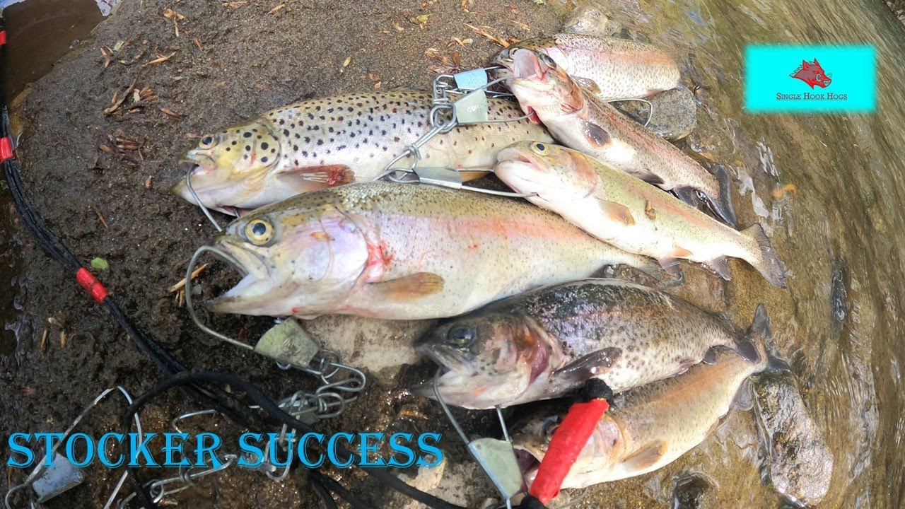 Wax Worms Vs Red Worms, Fishing For Panfish 