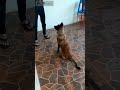 Melatih Anjing Belgian Malinois Perintah Leave It