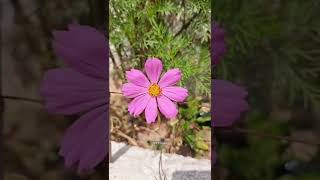 Mexican Aster