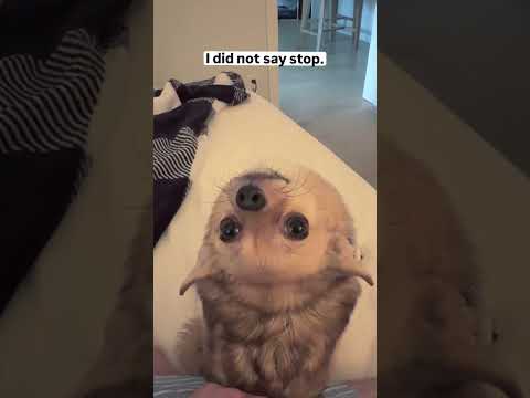 Asking me for scratches without asking me for scratches 😭🐶#OffLeashK9Training #DogHumor