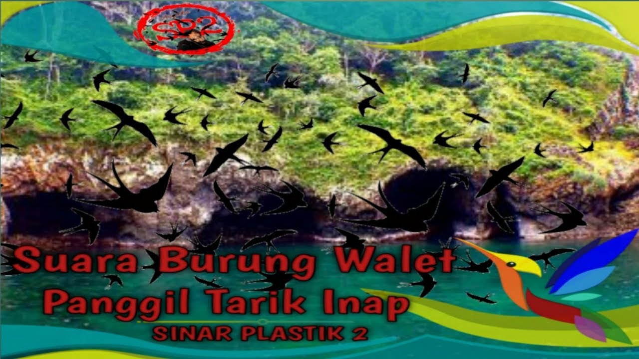 Suara Burung Walet Panggil Tarik Inap super