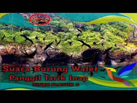 suara-burung-walet-panggil-tarik-inap-super