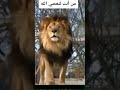 اسد يذكر اسم الله سبحان الله 