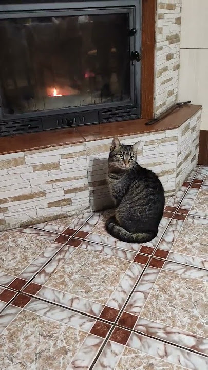 A cute CAT looks at the fireplace 🔥🐈‍⬛