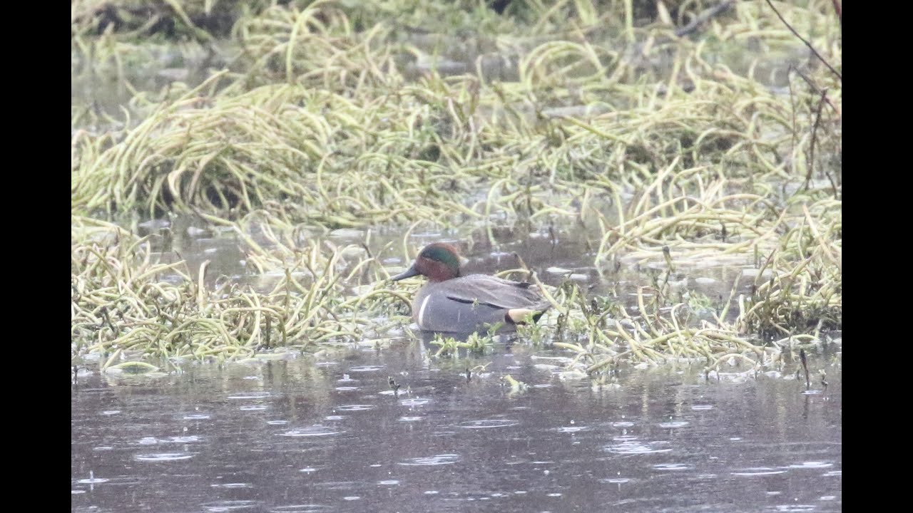 oregon dmv Green-winged Teal (anas carolinensis)