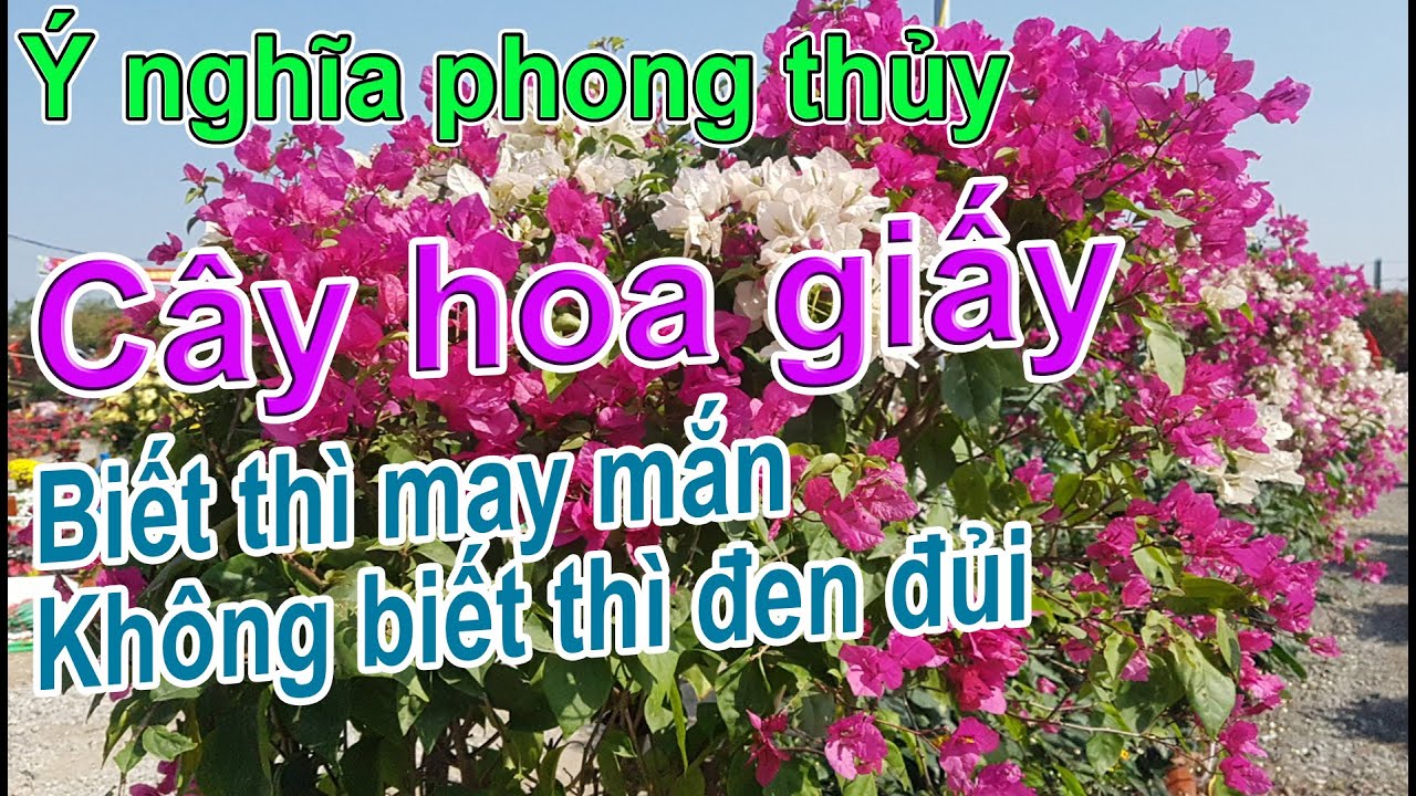 Thăm vườn chú Cường Họa Sĩ ngỡ ngàng trước sự thay đổi của tác phẩm Trên Đỉnh Phù Vân, sanh nam điền