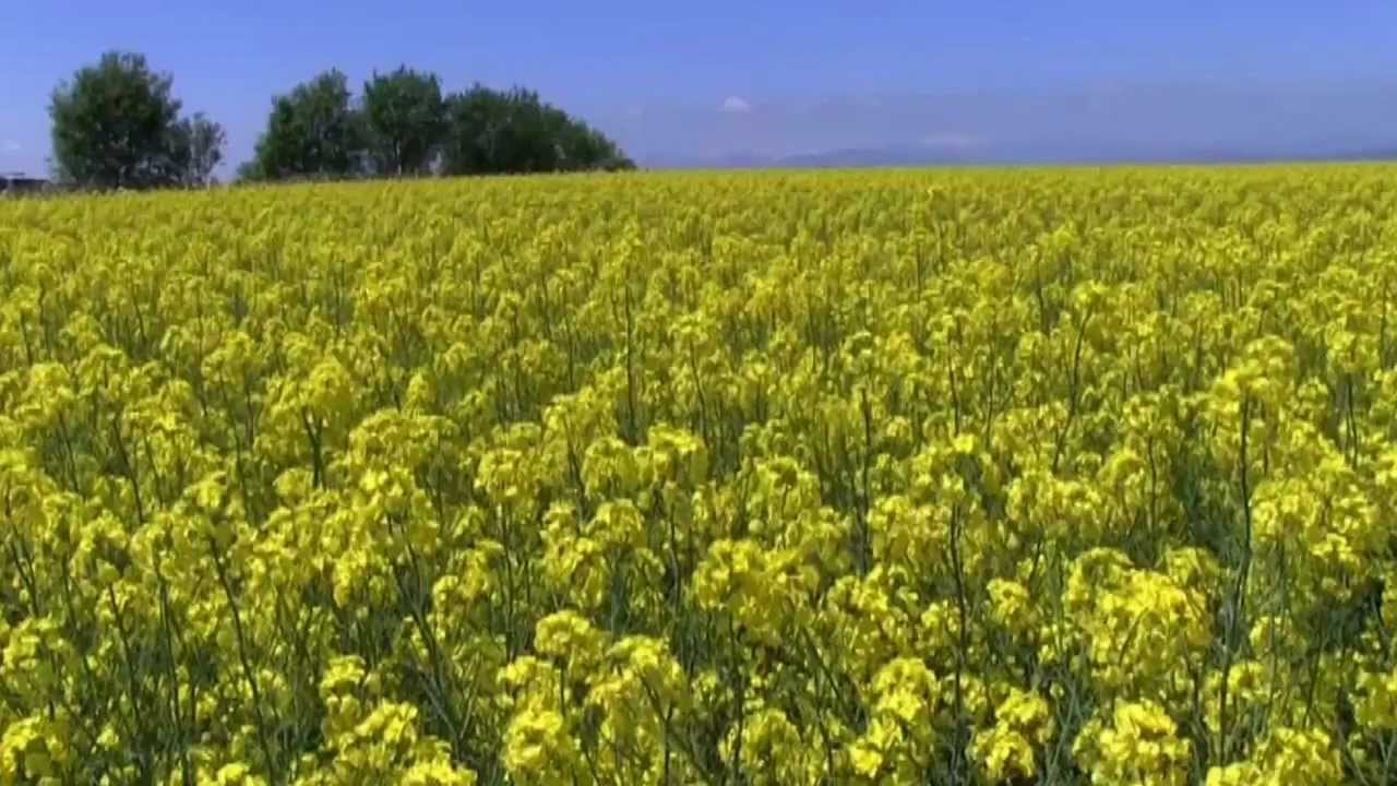 滝川 江部乙 菜の花祭り Youtube