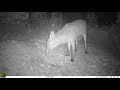 Fototrampeo &quot;trailcam&quot; de zorro &quot;fox&quot; (vulpes vulpes) en Pinares de Aznalcazar (Sevilla)