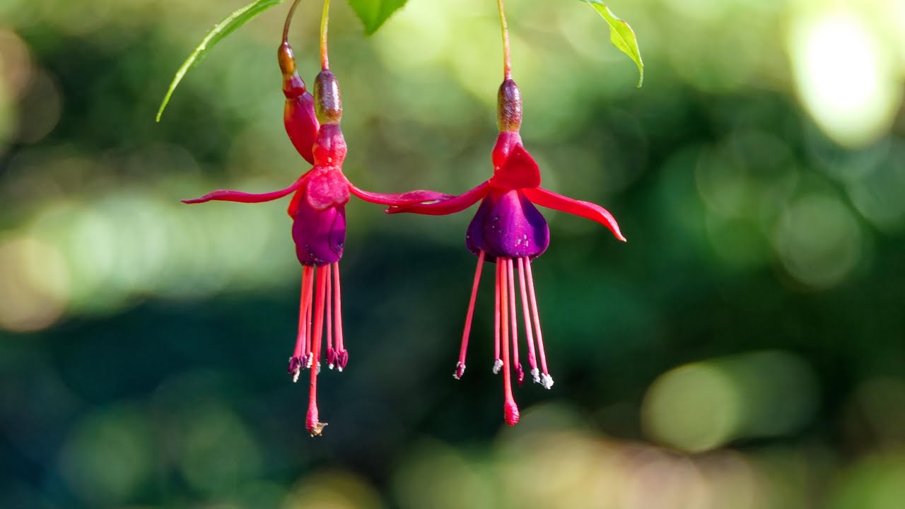 Botanischer Garten Linz im Herbstkleid